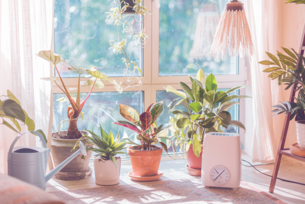 A cozy indoor setting with several types of houseplants near a window, with visible sunlight streaming in. Include a watering can, a humidifier, and a thermometer showing room temperature. The scene should convey warmth and care for plants during winter.