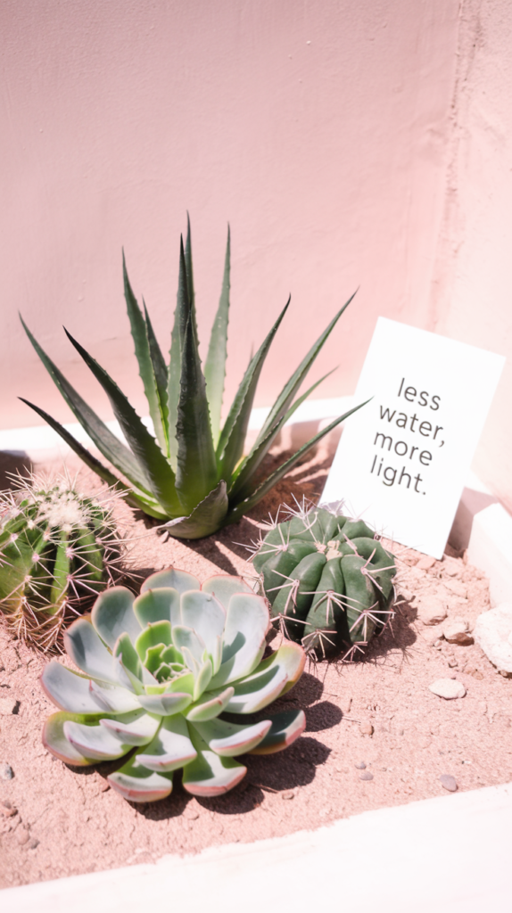 Succulents and cacti placed in bright sunlight, with soil that looks dry to the touch. Include a simple note in the image such as "Less Water, More Light." The scene should convey arid conditions and simplicity, highlighting the resilience of these plants.
